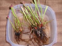 S. Tarnock bare root 3-17-12.jpg