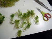 sphagnum_1.jpg sphagnum_1.jpg