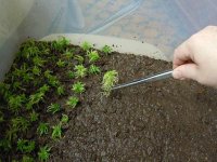sphagnum_2.jpg sphagnum_2.jpg