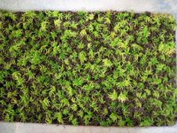 sphagnum_3.jpg sphagnum_3.jpg