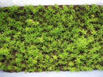 sphagnum_4_10days.jpg sphagnum_4_10days.jpg
