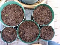 2016-4-2 Potted after winter refrigerator storage.jpg