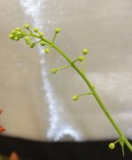 20171230 Camp F Stalk.jpg