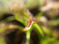 Drosera capensis.jpg