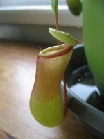 IMG_4735.jpg IMG_4735.jpg