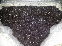 sarracenia_seeds.jpg