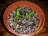 nepenthes_cuttings_1.jpg nepenthes_cuttings_1.jpg