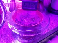 nepenthes_cuttings_2.jpg nepenthes_cuttings_2.jpg