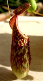 Nep maxima lower pitcher sideview.jpg Nep maxima lower pitcher sideview.jpg