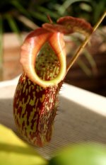 Nep maxima lower pitcher front.jpg Nep maxima lower pitcher front.jpg