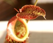 Nep maxima lower pitcher operculum.jpg Nep maxima lower pitcher operculum.jpg