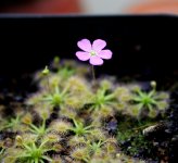 Drosera pulchella bloom 1.jpg