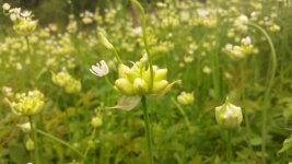 chives2.jpg chives2.jpg