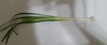 chives3.jpg chives3.jpg