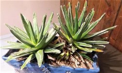 Agave.jpg