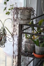 Ceropegia debilis.jpg