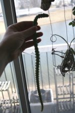 Huernia schneideriana tentacle.jpg