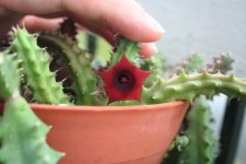 Huernia schneideriana flower.jpg