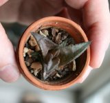 Haworthia venosa var tessellata.jpg Haworthia venosa var tessellata.jpg