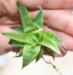 Haw retusa acuminata take two.jpg