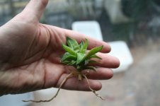 Haworthia retusa acuminata castoff.jpg Haworthia retusa acuminata castoff.jpg
