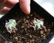Echeveria runyonii 'Topsy Turvy' castoffs.jpg Echeveria runyonii 'Topsy Turvy' castoffs.jpg