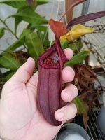 ventricosaredxovata_zpsahwufuvd.jpg ventricosaredxovata_zpsahwufuvd.jpg