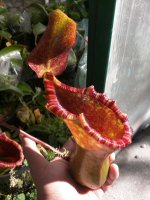 IMG_20161121_115349.jpg