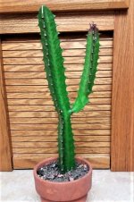 thumbnail (5).jpg