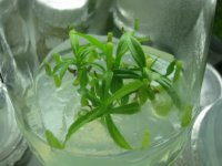 in vitro.jpg