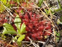 drosera11.jpg
