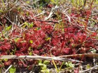 drosera33.jpg