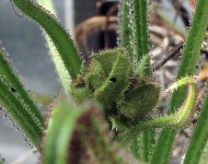 Drosophyllum bud.jpg Drosophyllum bud.jpg