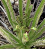 Drosophyllum bud 1.jpg Drosophyllum bud 1.jpg