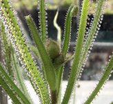 Drosophyllum bud 2.jpg Drosophyllum bud 2.jpg