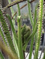 Drosophyllum bud 3.jpg Drosophyllum bud 3.jpg