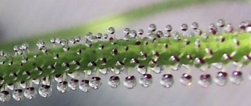 Drosophyllum bud 4.jpg Drosophyllum bud 4.jpg