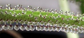 Drosophyllum bud 5.jpg Drosophyllum bud 5.jpg