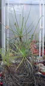 Drosophyllum.jpg Drosophyllum.jpg