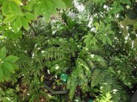 Fernery 17-7-12.jpg