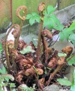 Fern .jpg