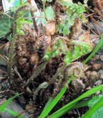 Fern 1.jpg
