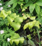 Fernery 2-5-18 1.jpg