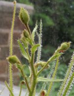 Droso bud.jpg Droso bud.jpg
