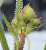 Droso bud 1.jpg Droso bud 1.jpg