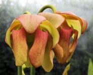 Schnell's Seedling.jpg