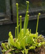FG1.jpg