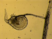 U. laterflora.jpg U. laterflora.jpg