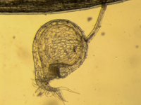U. blanchetii.jpg U. blanchetii.jpg