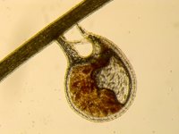 U. graminifolia.jpg U. graminifolia.jpg